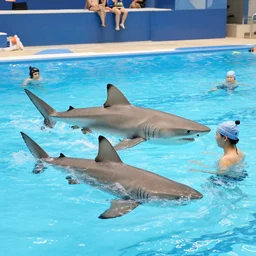 sharks and people in a swimming pool