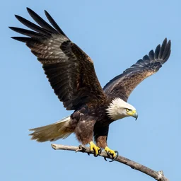 a eagle by dylan lewis