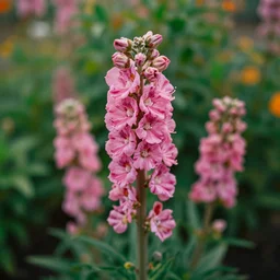 beautiful flowers in a garden