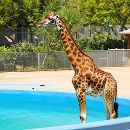 lubricated giraffes in an empty pool