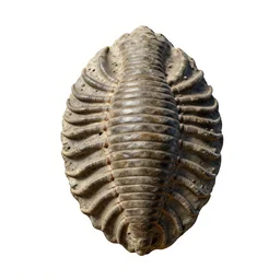 sleek trilobite fossil, stylized 3d render, isolated on a pure white background, centered, entire object in frame, sharp focus, soft studio lighting