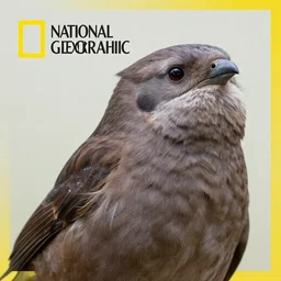 national geographic professional photo of haunter, award winning