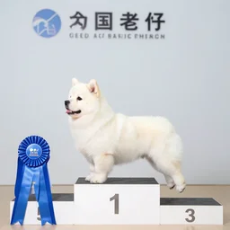 octopus wins first place in a dog show, podium, blue ribbon