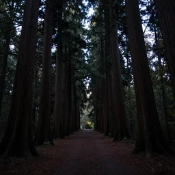 a path in an ancient forest, big and tall trees, evening light, soft light, noir, mysterious