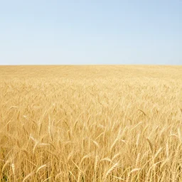 wheat field