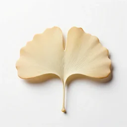 albino ginkgo leaf, professional studio photo, full body, isolated on a pure white background, centered, entire subject in frame, sharp focus, soft studio lighting