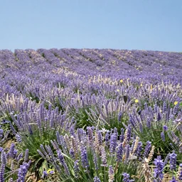photograph beautiful landscape of flowers from r/earthporn subreddit Niko camera 4k