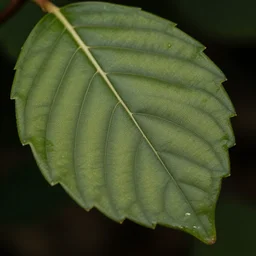 Macro photography of a leaf, detailed textures, 4K