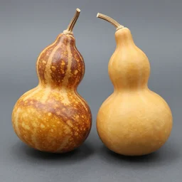 amber heard made of gourd gourd intercross hybrid mix intercross hybrid mix