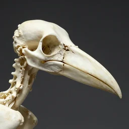 bird beak made of bone structure, with diapsid with a pre - lachrymal fossa, a single occipital condyl, bone structure photograph by naturalist museum