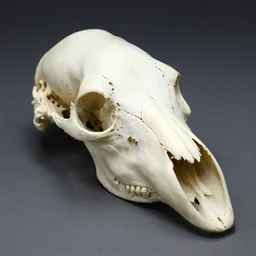 human dog skull