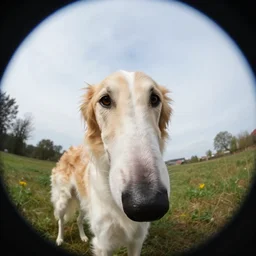 a photo of a borzoi dogs face, fisheye lens