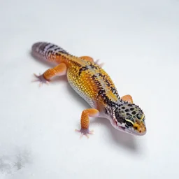 leopard gecko in the snow