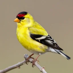 draw an american goldfinch