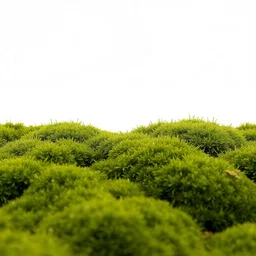 average moss