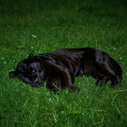 a black panther sleeping on green moonlit grass at night, 4 k, hd, realistic n - 8