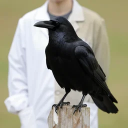 raven bird in white coat