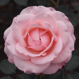 deuteranopic rose