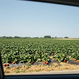 a orange strawberry field seen by far in a car riding by, by Rob Gonsalves