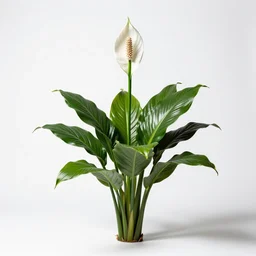 iridescent peace lily, professional studio photo, full body, isolated on a pure white background, centered, entire subject in frame, sharp focus, soft studio lighting