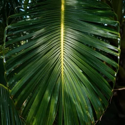the coconut leaves, good shade it gives,, silly, highly detailed vfx, cinematic, volumetric lighting,