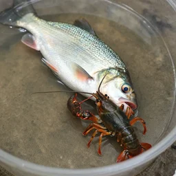 fish eating a crayfish