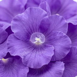 frozendimensional purple petal