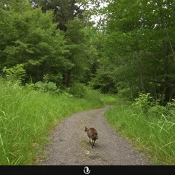 Tom Nook trail cam footage