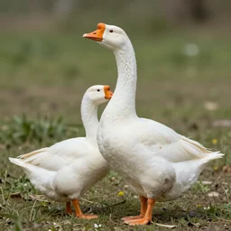 tonemapped 8 k vibrant biblically accurate goose by feng zhu, ruan jia