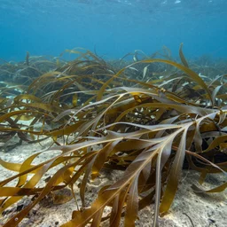 millions of thin ribbons of translucent gold and silver seaweed in a vast underwater landscape are branching and twisting in a swift underwater current, blue water, sandy seafloor, caustics lighting from above, hyperrealistic