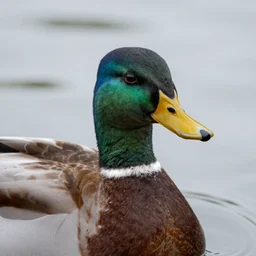 canard with human face