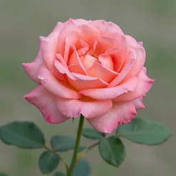 photo of a rose by tanya thompson