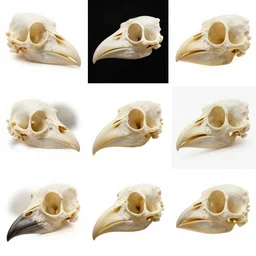 montage of style sheets, bird head of bones, macro photographs of bird beaks of bones by naturalist museum