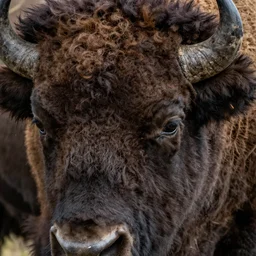 extreme close up of a bison fur, macrophotography