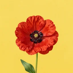 detailed artgerm picture about red flower in the middle yellow field
