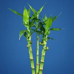 lucky bamboo plant with blue background