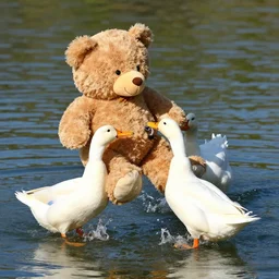 ducks performing an operation on a Teddy Bear