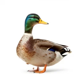 human thinking of duck, stock photo white background