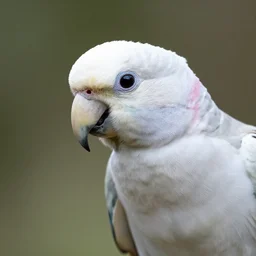 close up of an albino peacock parrot nature photography t