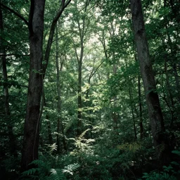 lush american broadleaf deciduous forest, against light, glare, bright details, contrasting, daylight, highly detailed, by dieter rams 1 9 9 0, national geographic magazine, reportage photo, natural colors