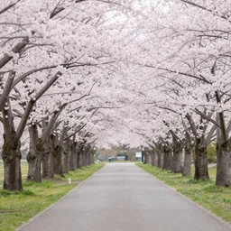 photo of a park path lined with beautiful cherry blossom trees, soft lighting,