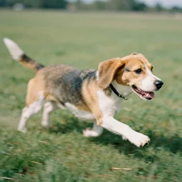 a beagle running, kodak ektar, 3 5 mm f 1 1, motion blur