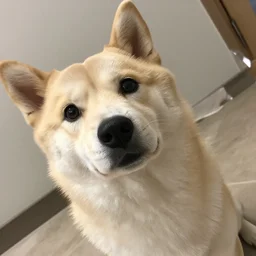 Selfie shot angle of a dog taking a selfie. .