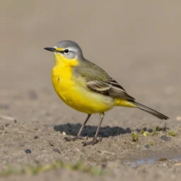 yellow wagtail