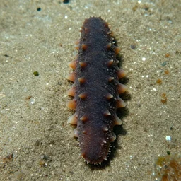 sea cucumber holothuroidea echinoderms, national geographic, xf iq 4, f / 1. 4, iso 2 0 0, 1 / 1 6 0 s, 8 k, raw, unedited, symmetrical balance, in - frame