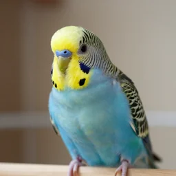 budgie grinning from ear to ear