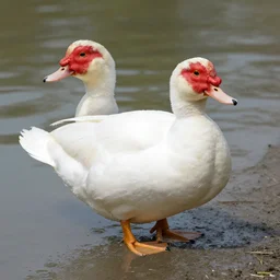 muscovy duck
