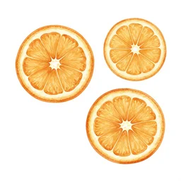 minimalist watercolor art of dried orange slices on white background, illustration, vector art
