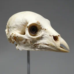 the frontal ( top of head ), parietal ( back of head ), premaxillary and nasal ( top beak ), and the mandible ( bottom beak ). the skull of a normal bird usually weighs about 1 % of the bird's total body weight. the eye occupies a considerable amount of the skull and is surrounded by a sclerotic eye - ring, a ring
