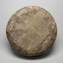 meet the fossils